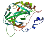 Carbonic Anhydrase IV (CA4)