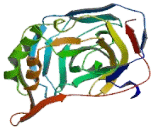 Carbonic Anhydrase VB, Mitochondrial (CA5B)