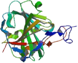 Carbonic Anhydrase VII (CA7)