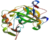 Carbonic Anhydrase XI (CA11)