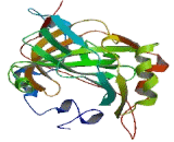 Carbonic Anhydrase XIII (CA13)