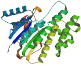 Carbonyl Reductase 1 (CBR1)