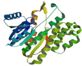 Carbonyl Reductase 3 (CBR3)