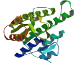 Carbonyl Reductase 4 (CBR4)