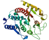 Carboxypeptidase A1, Pancreatic (CPA1)