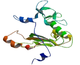 Carboxypeptidase A6 (CPA6)