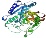 Carboxypeptidase D (CPD)