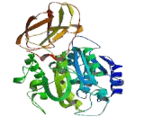 Carboxypeptidase M (CPM)