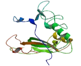 Carboxypeptidase O (CPO)