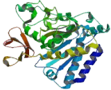 Carboxypeptidase Z (CPZ)