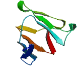 Carcinoembryonic Antigen Related Cell Adhesion Molecule 16 (CEACAM16)