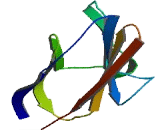 Carcinoembryonic Antigen Related Cell Adhesion Molecule 18 (CEACAM18)