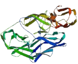 Carcinoembryonic Antigen Related Cell Adhesion Molecule 2 (CEACAM2)