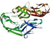 Carcinoembryonic Antigen Related Cell Adhesion Molecule 20 (CEACAM20)