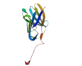 Carcinoembryonic Antigen Related Cell Adhesion Molecule 4 (CEACAM4)