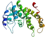 Cardiolipin Synthase (CLS)