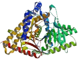 Carnitine-O-Octanoyltransferase (CORT)