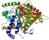 Carnitine Palmitoyltransferase 1A, Liver (CPT1A)