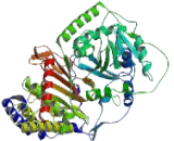 Carnitine Palmitoyltransferase 1B, Muscle (CPT1B)