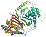 Carnitine Palmitoyltransferase 1C, Brain (CPT1C)