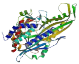 Carnosine Dipeptidase 1 (CNDP1)