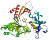 Carnosine Synthase 1 (CARNS1)