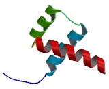 Cartilage Paired Class Homeoprotein 1 (CART1)