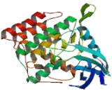 Casein Kinase 1 Gamma 1 (CSNK1g1)