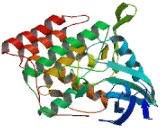 Casein Kinase 1 Gamma 2 (CSNK1g2)