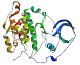 Casein Kinase 2 Alpha 1 (CSNK2a1)