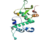 Casein Kinase 2 Beta (CSNK2b)