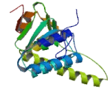 Caseinolytic Peptidase P (CLPP)