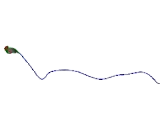 Casitas B Lineage Lymphoma Like Protein 1 (CBLL1)