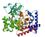 Cat Eye Syndrome Chromosome Region, Candidate 1 (CECR1)