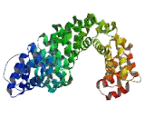 Beta Catenin (β-catenin)