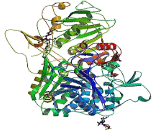 Cathepsin A (CTSA)