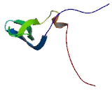 Cathepsin C (CTSC)