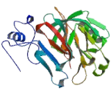 Cathepsin D (CTSD)