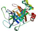 Cathepsin G (CTSG)