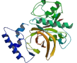 Cathepsin H (CTSH)