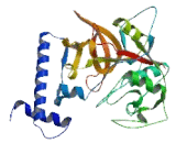 Cathepsin J (CTSJ)