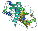 Cathepsin L (CTSL)