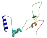 Cathepsin L3 (CTSL3)