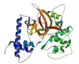 Cathepsin M (CTSM)