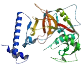 Cathepsin Q (CTSQ)