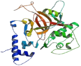 Cathepsin W (CTSW)