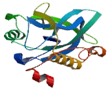 Cation Transport Regulator Like Protein 2 (CHAC2)