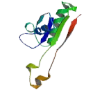 Cationic Amino Acid Transporter 1 (CAT1)