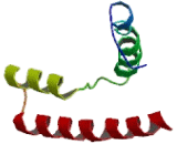 Cationic Amino Acid Transporter 3 (CAT3)