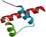 Caudal Type Homeobox Transcription Factor 1 (CDX1)